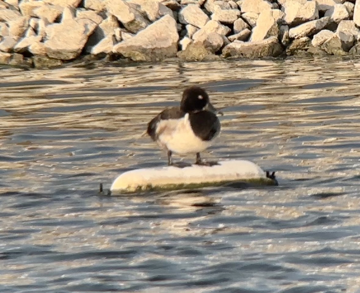 Ring-necked Duck - ML622110362