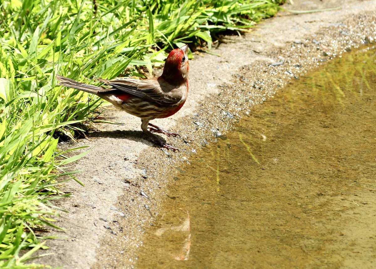 House Finch - Pascale Grenier