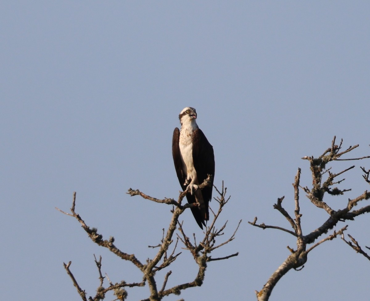 Águila Pescadora - ML622110370