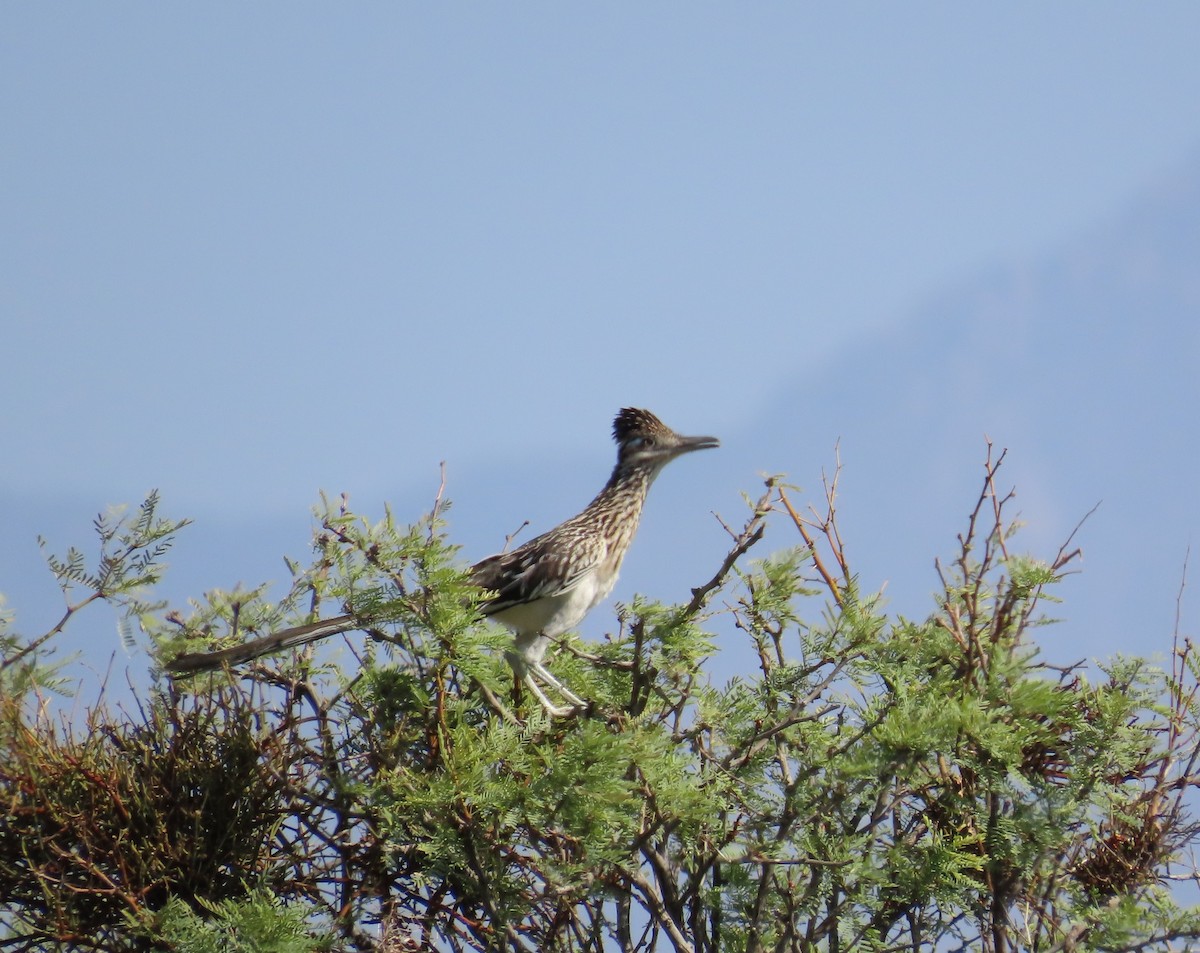 Greater Roadrunner - ML622110464