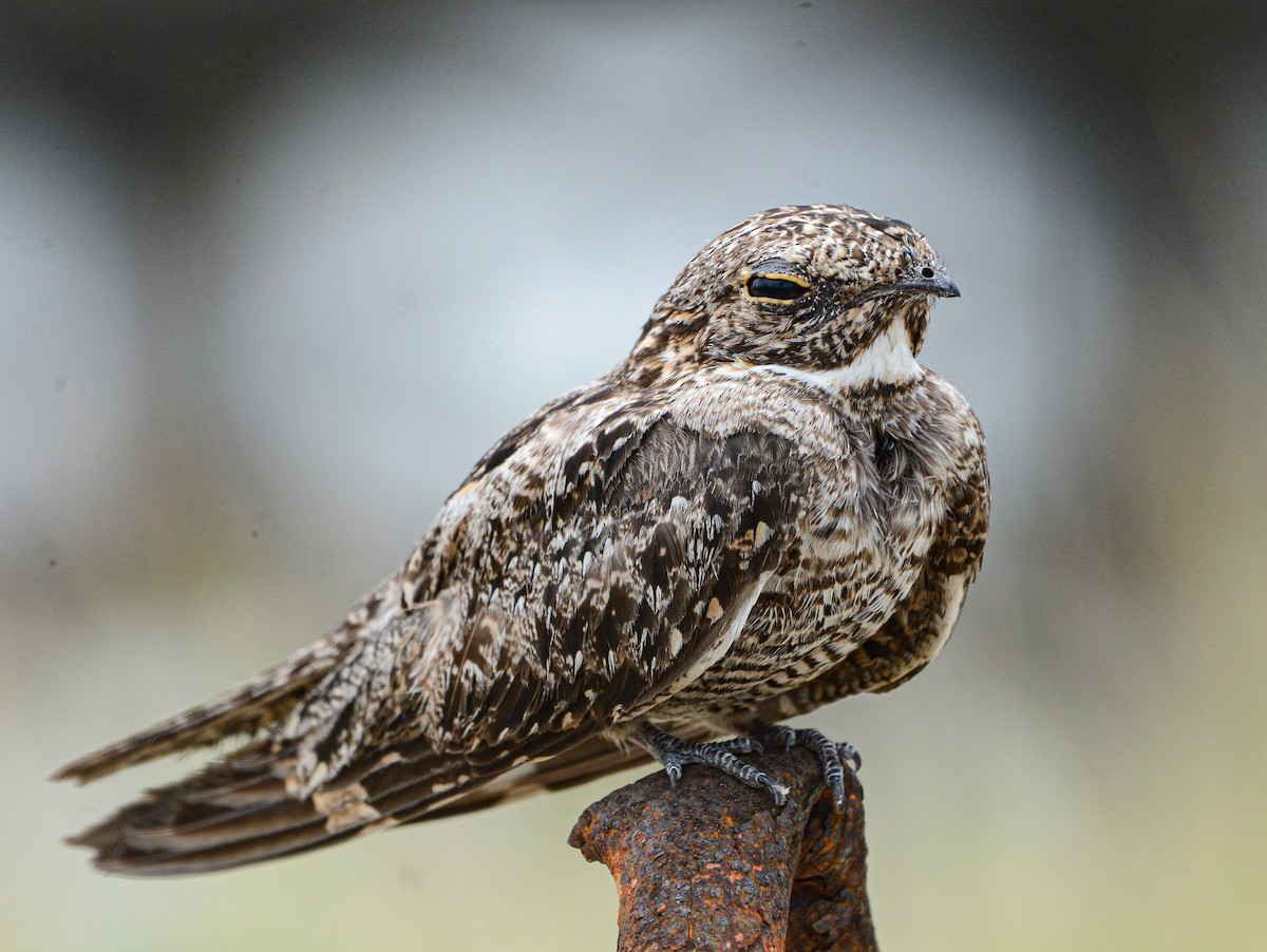 Lesser Nighthawk - ML622110465