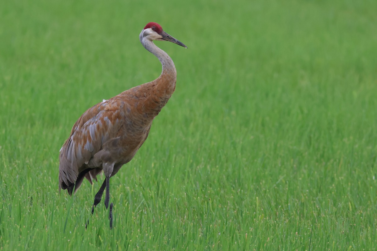 Sandhill Crane - ML622110475