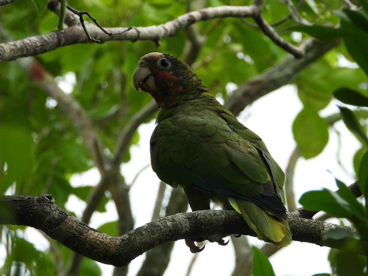 Cuban Parrot - ML622110480