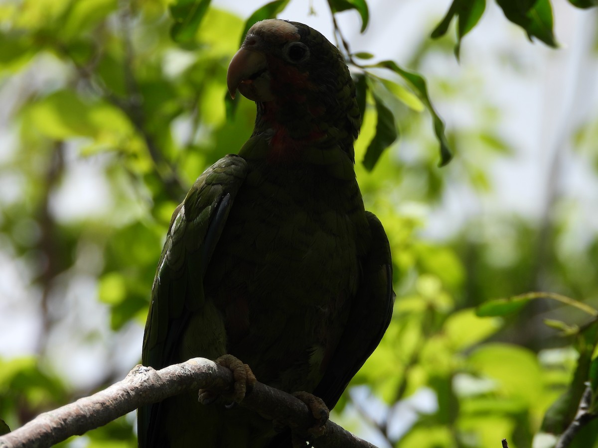 Cuban Parrot - ML622110481