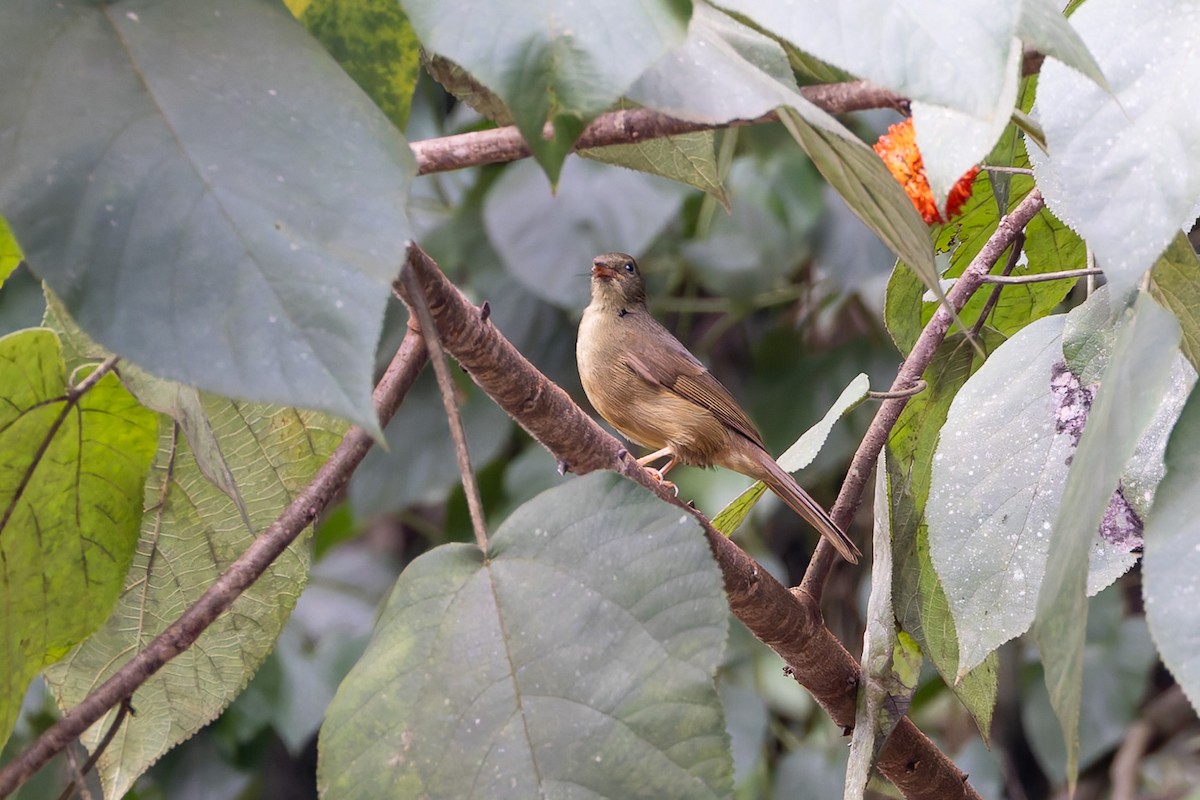 Slender-billed Greenbul - ML622110488