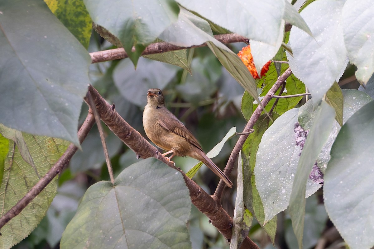 Slender-billed Greenbul - ML622110489