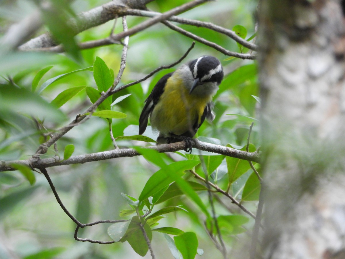 Bananaquit - ML622110496