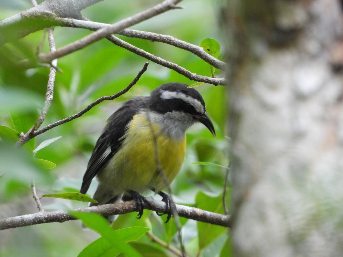 Bananaquit - ML622110497