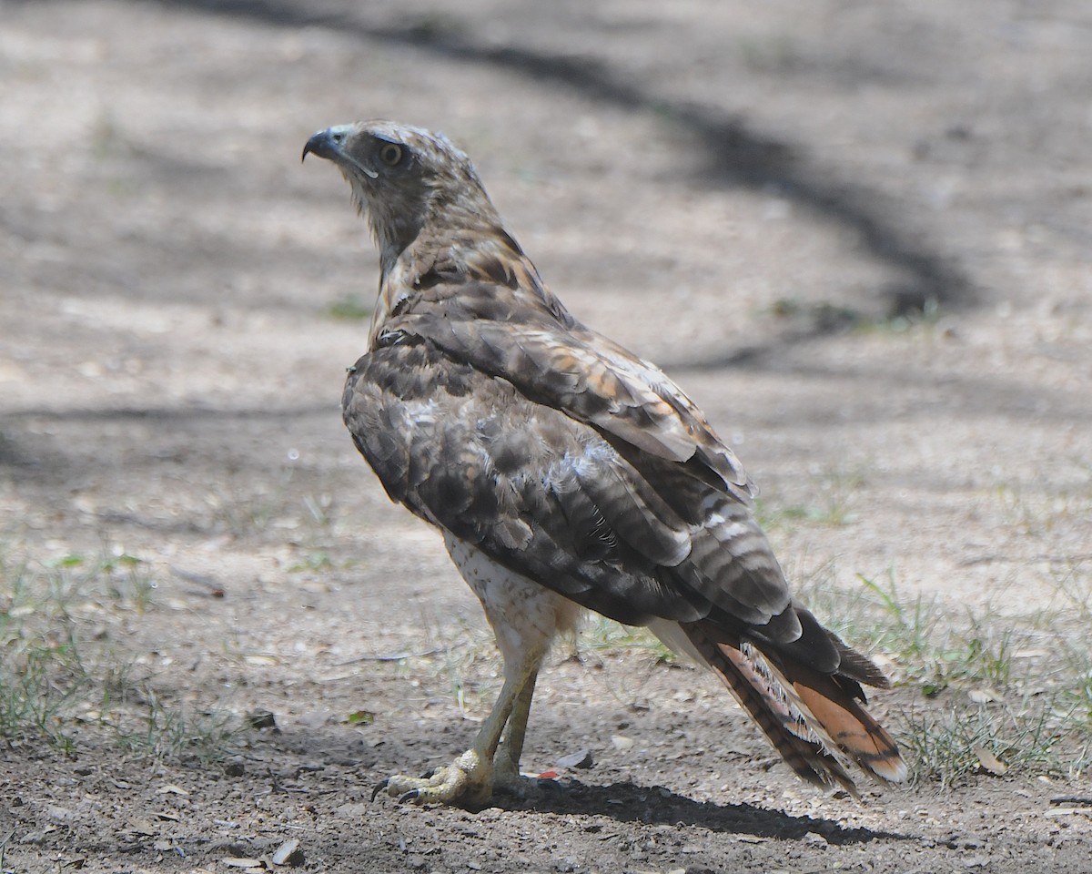 Red-tailed Hawk - Ted Wolff