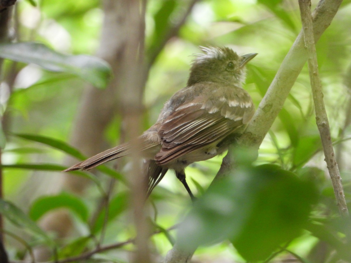 Caribbean Elaenia - ML622110505