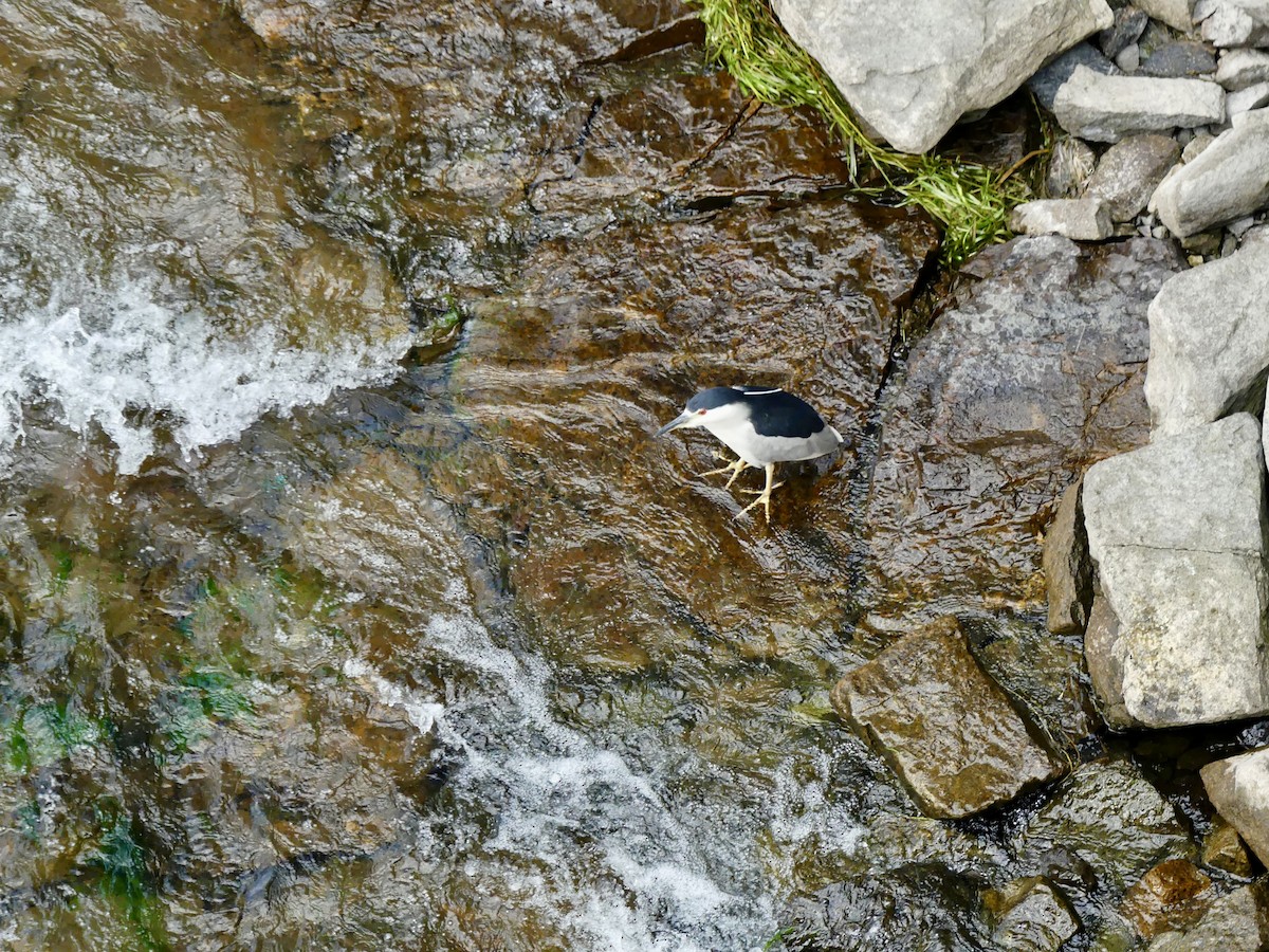 Black-crowned Night Heron - ML622110509