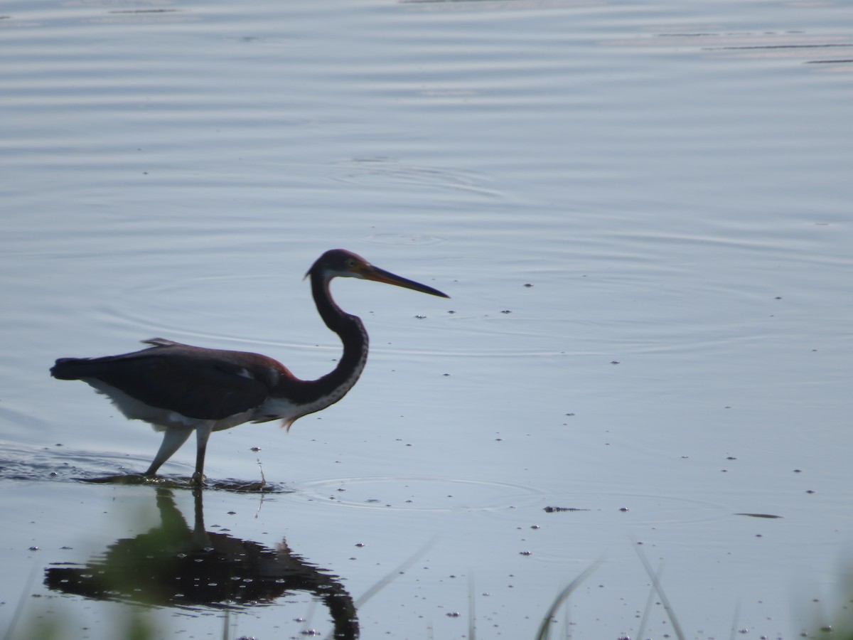 Tricolored Heron - ML622110511