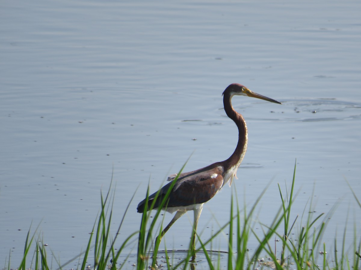 Tricolored Heron - ML622110512