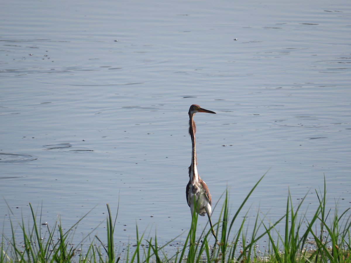 Tricolored Heron - ML622110513