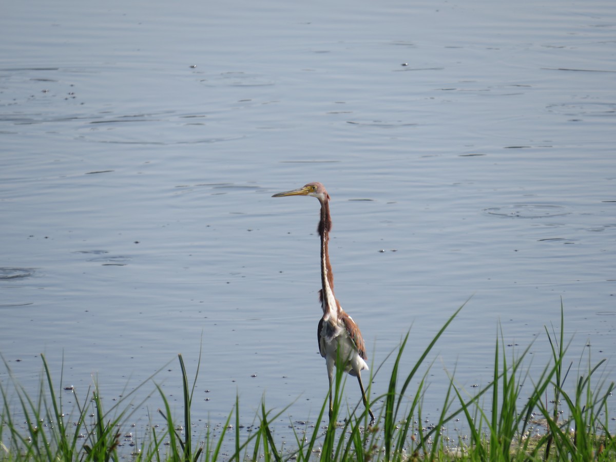 Tricolored Heron - ML622110514