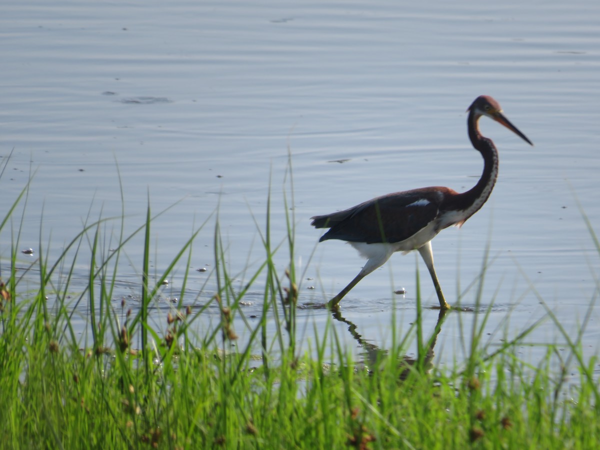 Tricolored Heron - ML622110515