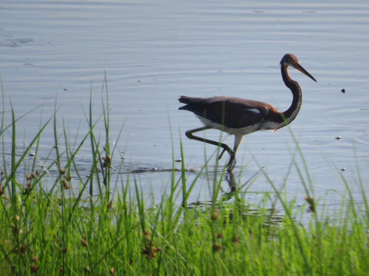 Tricolored Heron - ML622110516