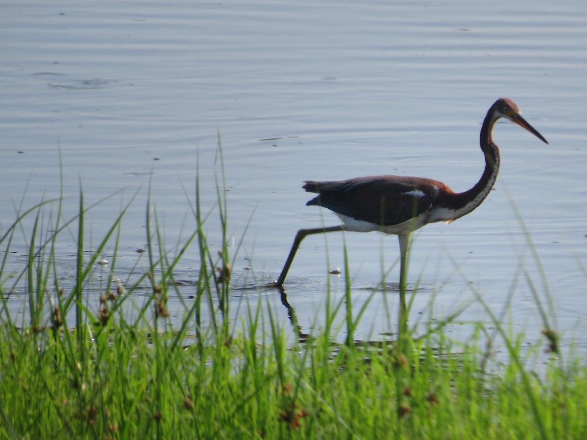 Tricolored Heron - Randy Fisher