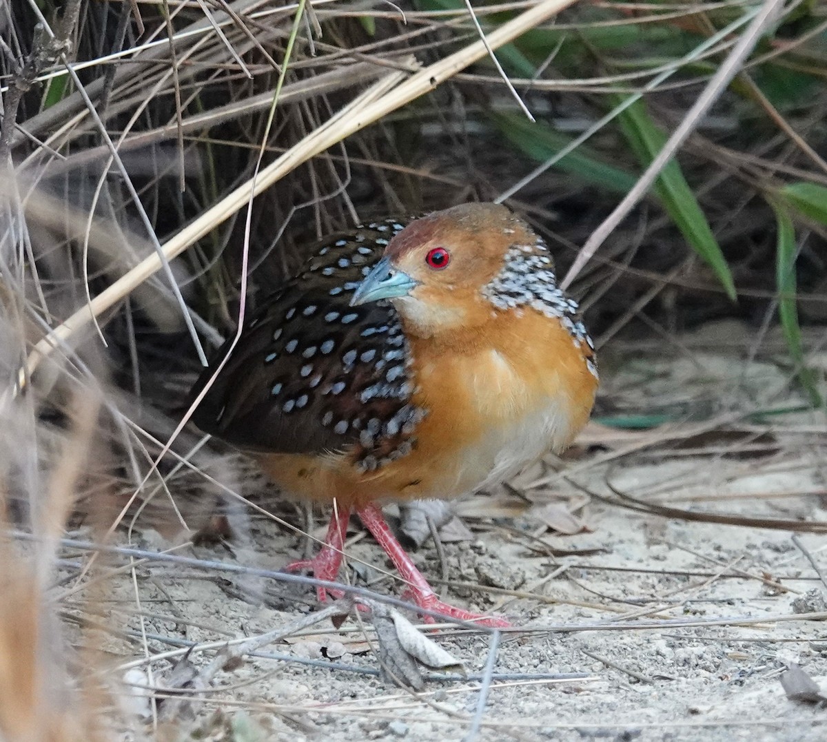 Ocellated Crake - ML622110590