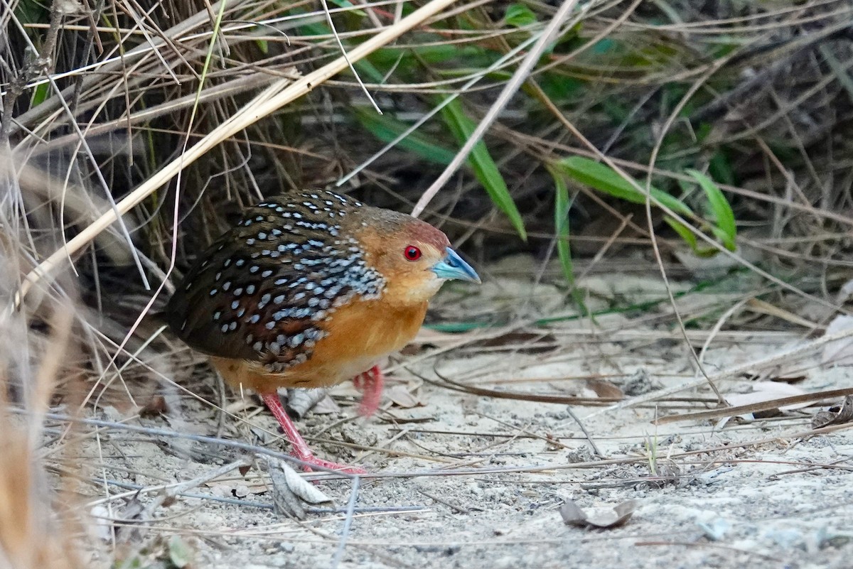 Ocellated Crake - ML622110592