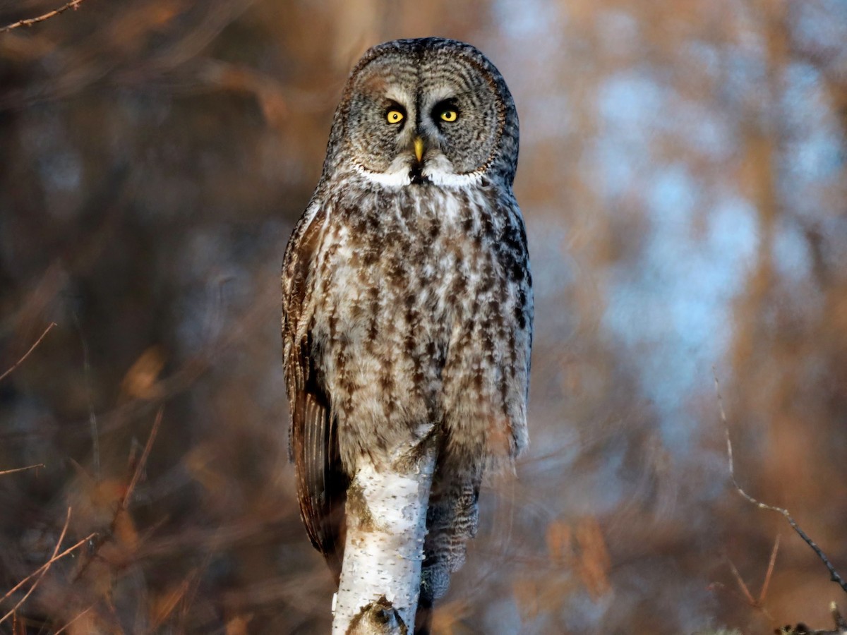 Great Gray Owl - ML622110598