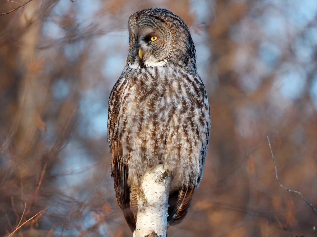 Great Gray Owl - ML622110599