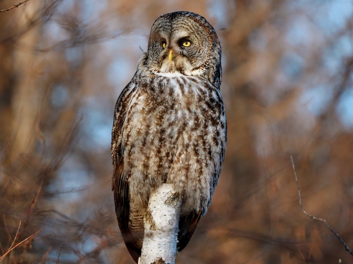 Great Gray Owl - ML622110600