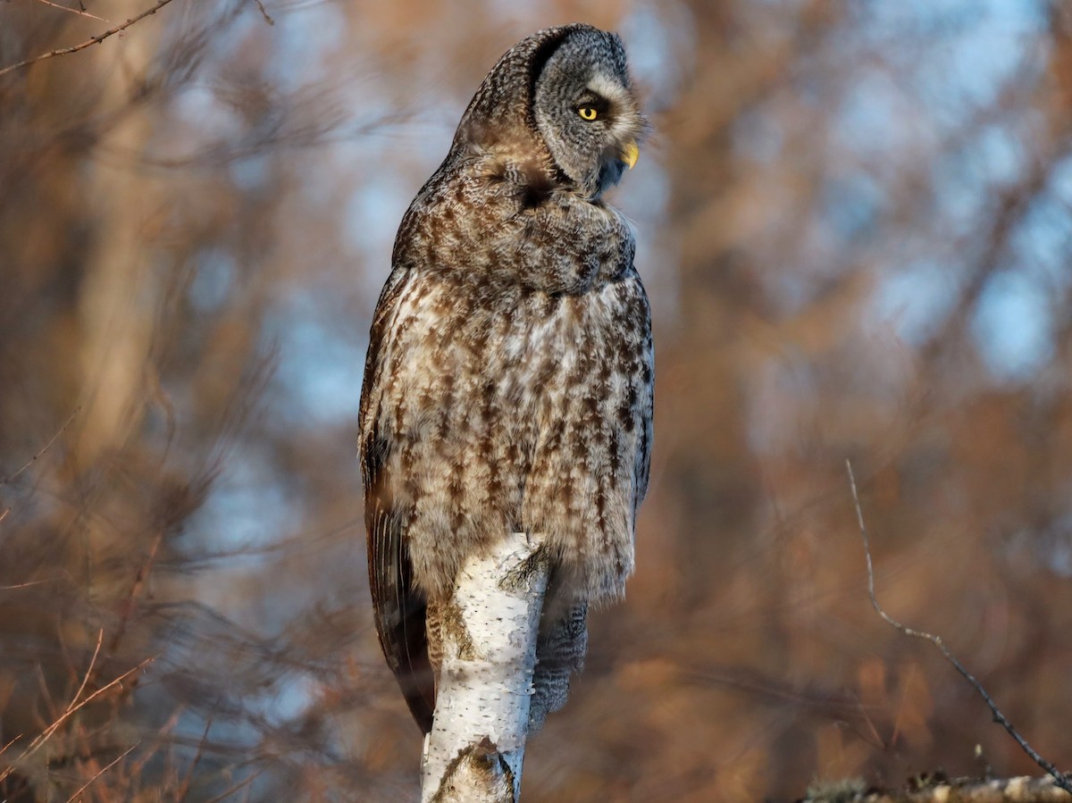 Great Gray Owl - ML622110601