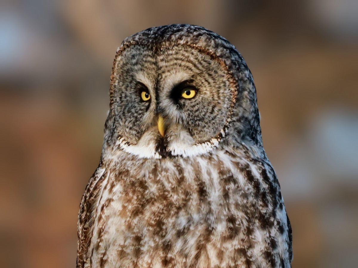 Great Gray Owl - ML622110602