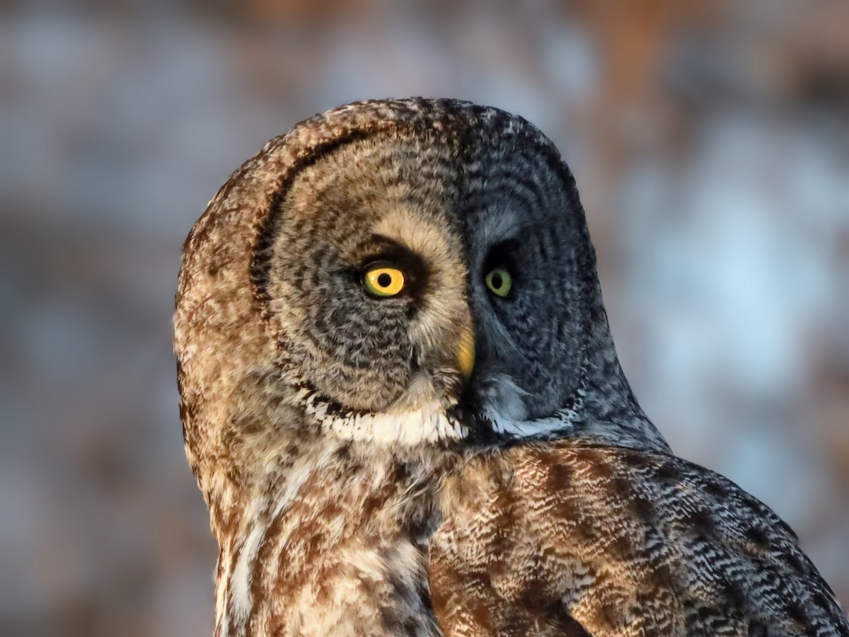 Great Gray Owl - ML622110603