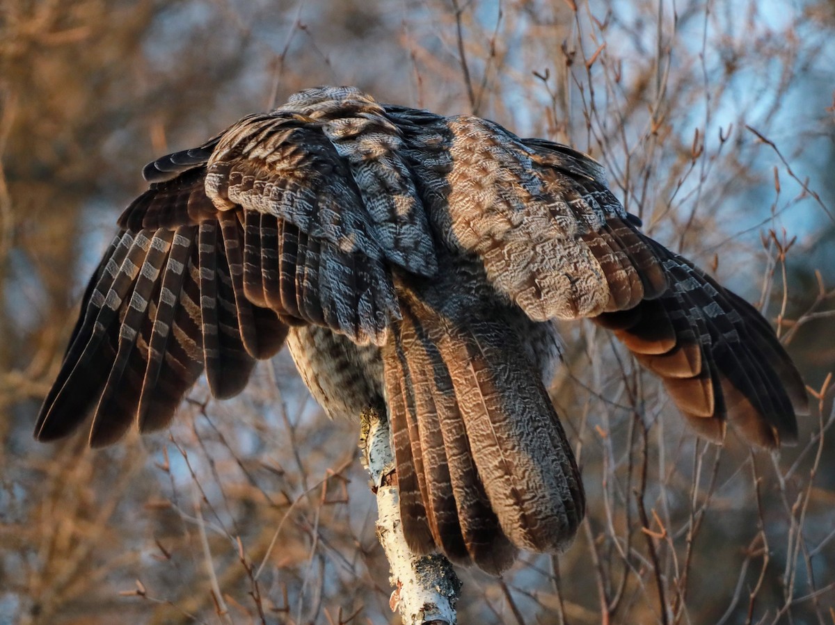 Great Gray Owl - ML622110604