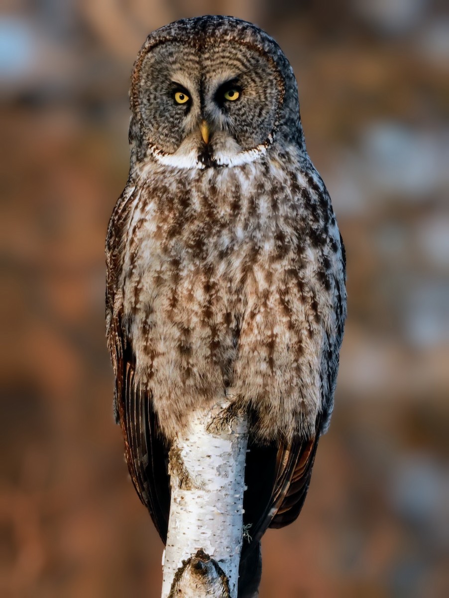 Great Gray Owl - ML622110605