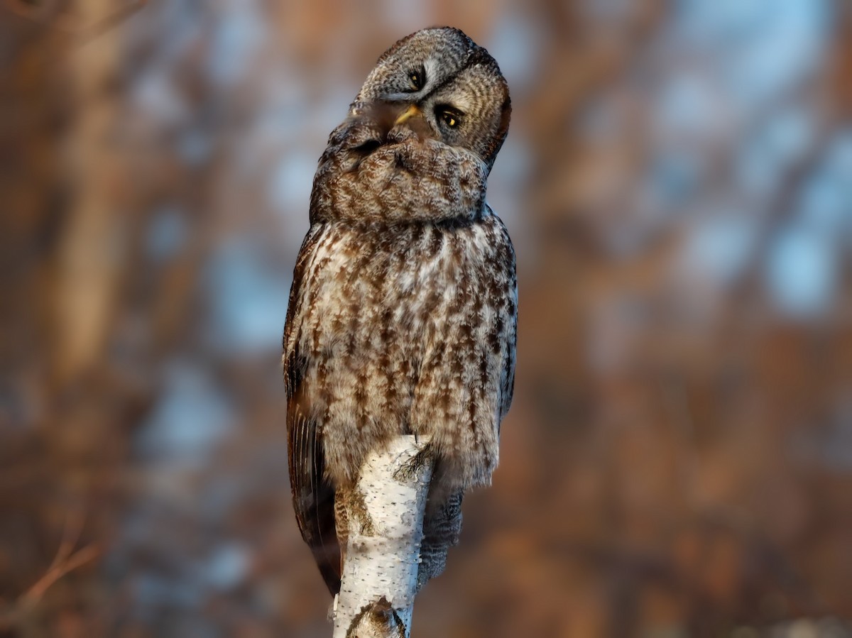 Great Gray Owl - ML622110606