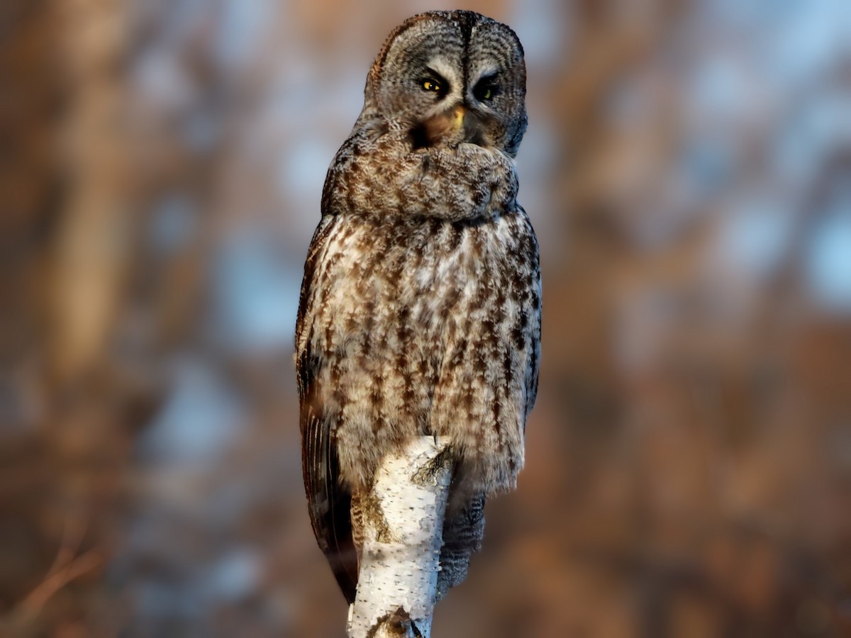 Great Gray Owl - ML622110607