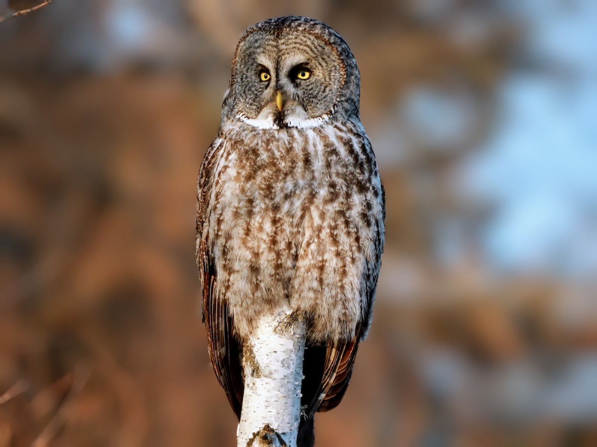 Great Gray Owl - ML622110608