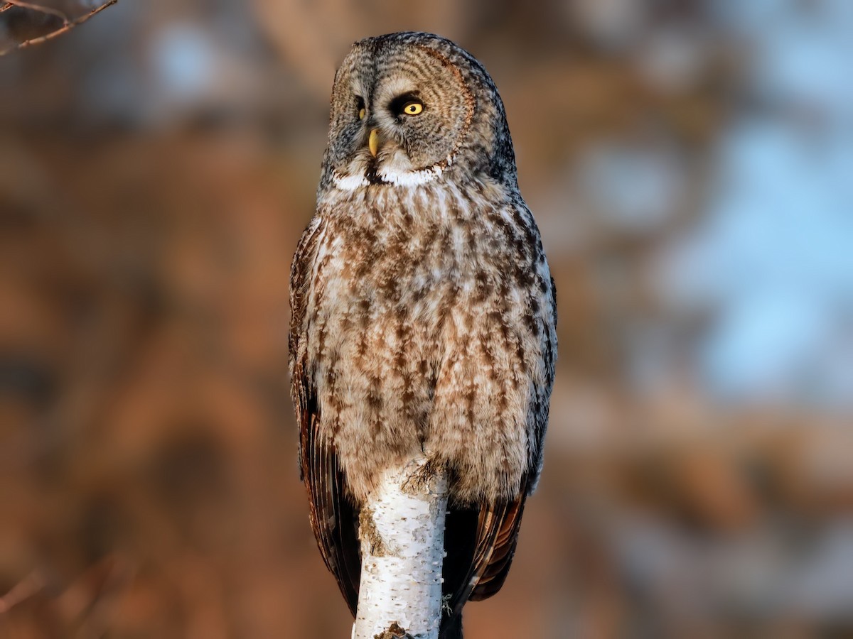 Great Gray Owl - ML622110609