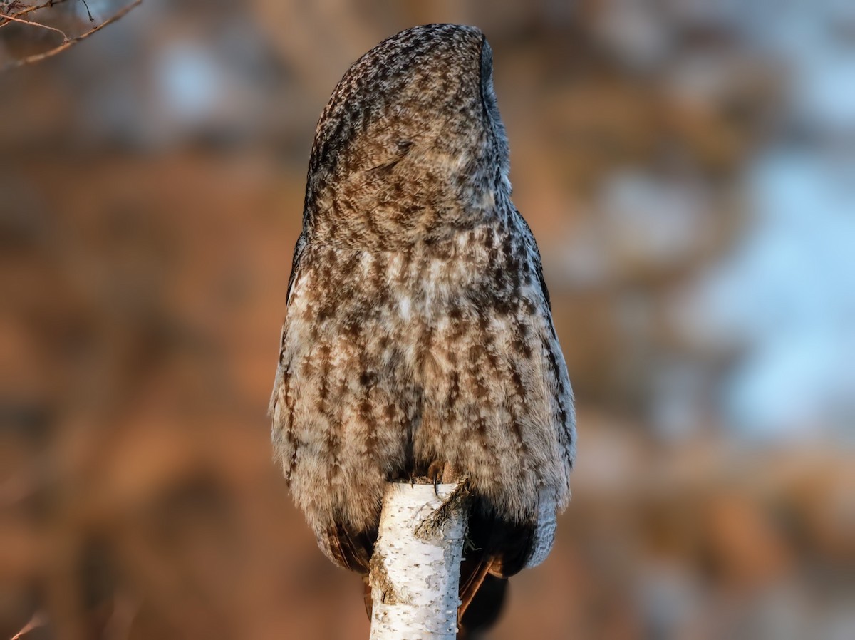 Great Gray Owl - ML622110610