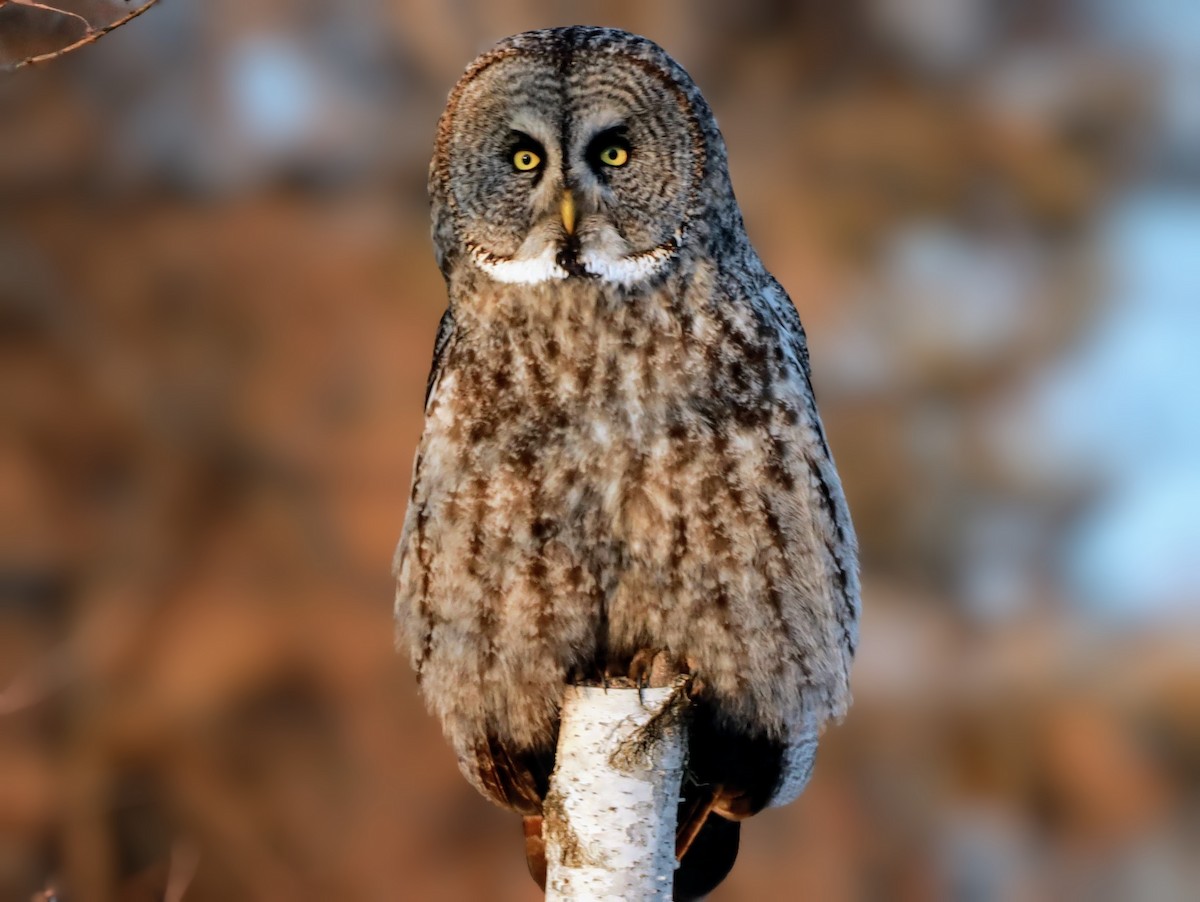 Great Gray Owl - ML622110611