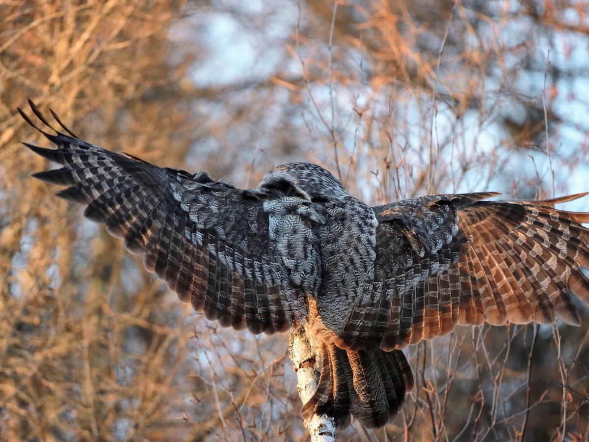 Great Gray Owl - ML622110612