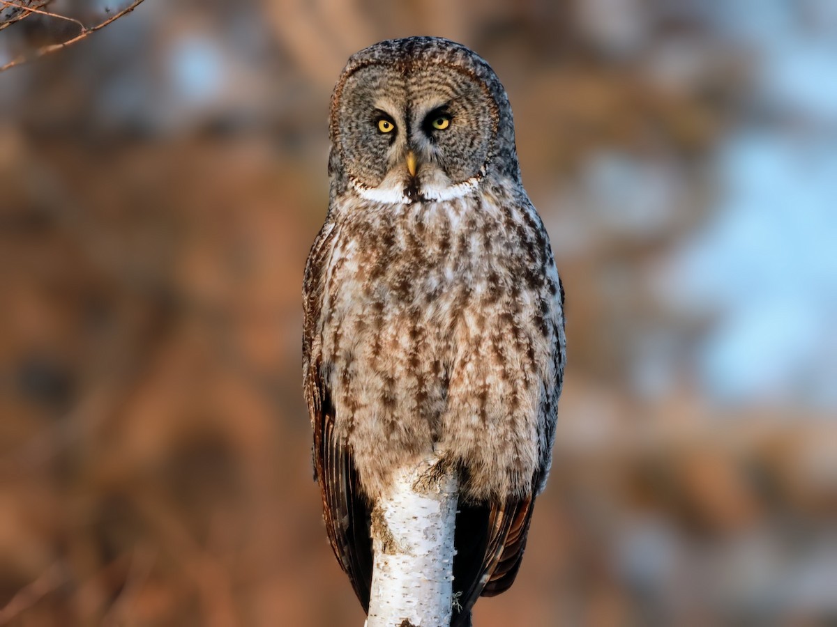 Great Gray Owl - ML622110613