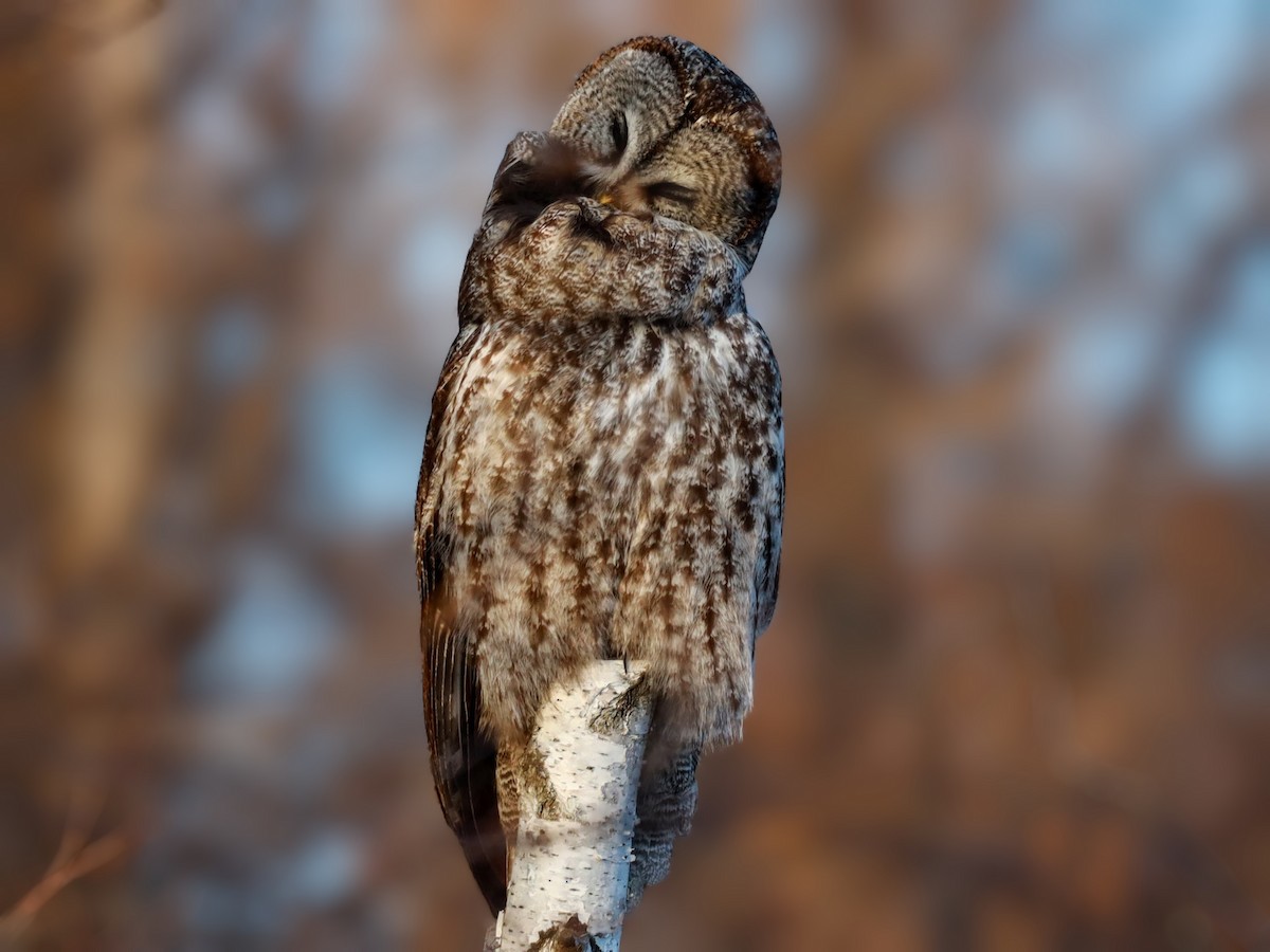 Great Gray Owl - ML622110614