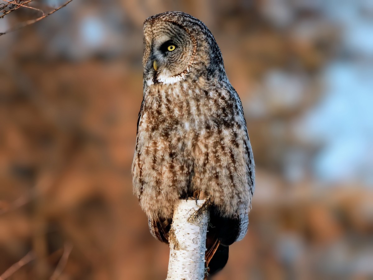 Great Gray Owl - ML622110615