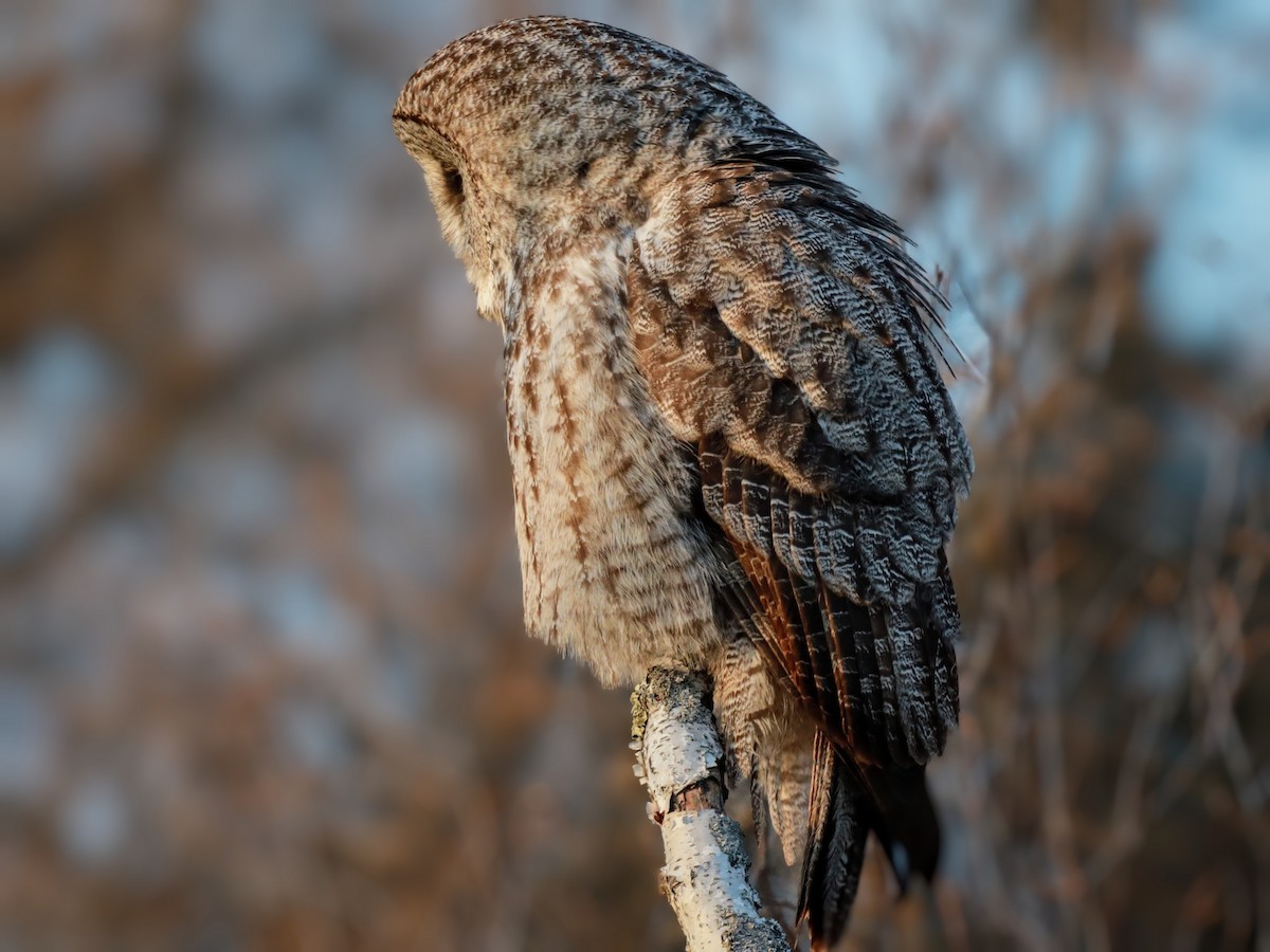 Great Gray Owl - ML622110616