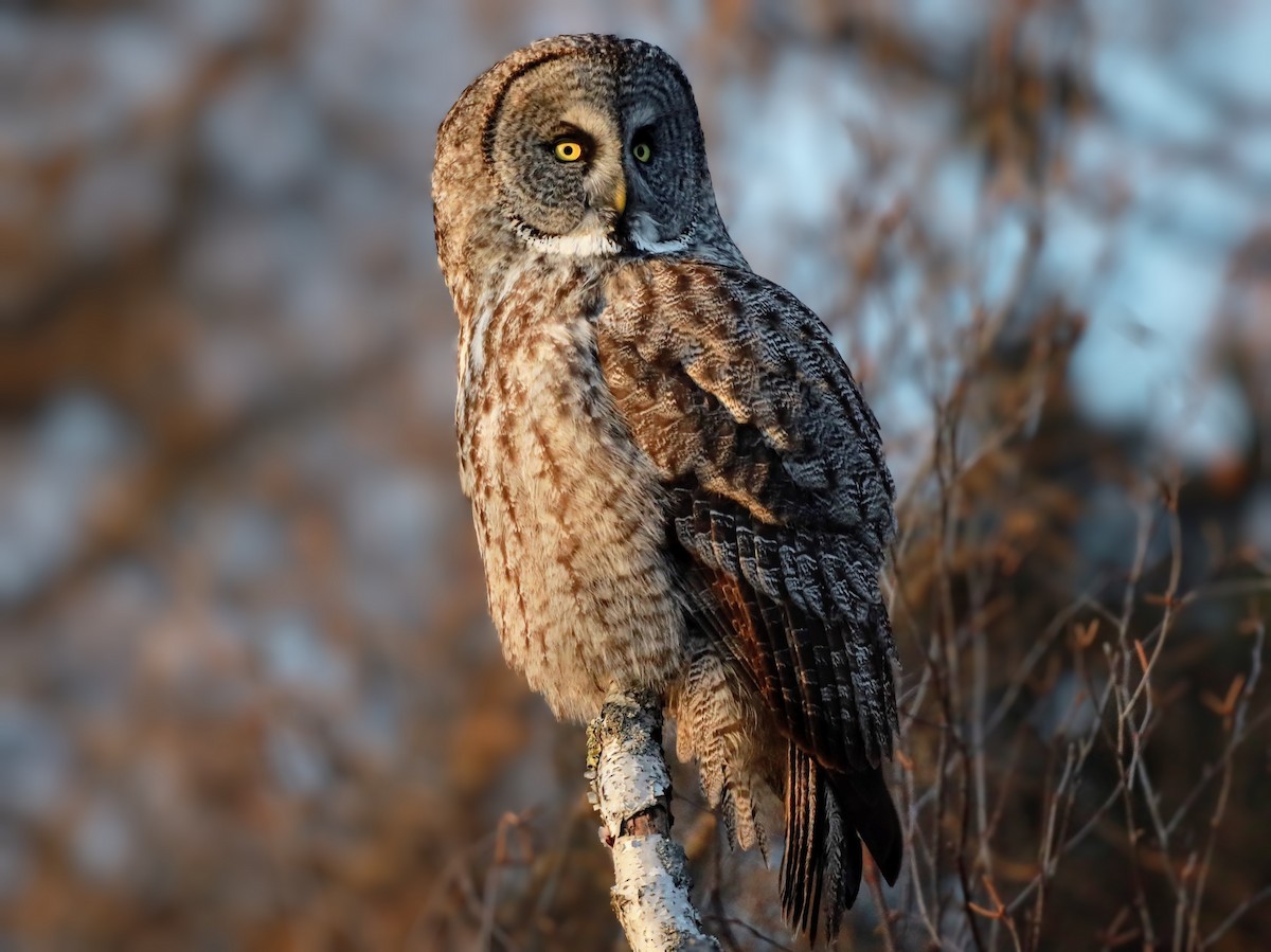 Great Gray Owl - ML622110617