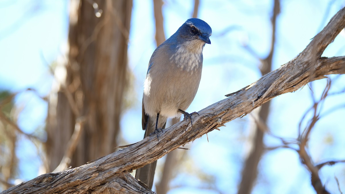 Woodhouse's Scrub-Jay - Soren Bentzen