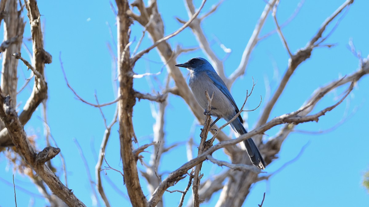 Woodhouse's Scrub-Jay - ML622110619