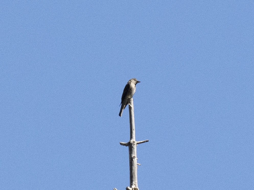 Olive-sided Flycatcher - ML622110620