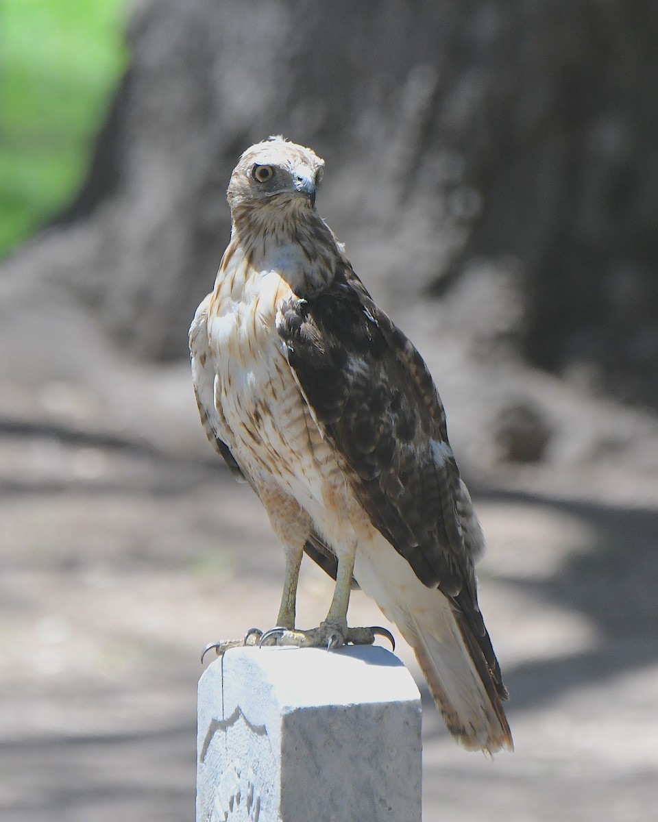 Red-tailed Hawk - ML622110623