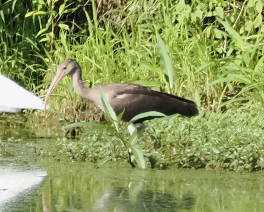 White Ibis - ML622110624