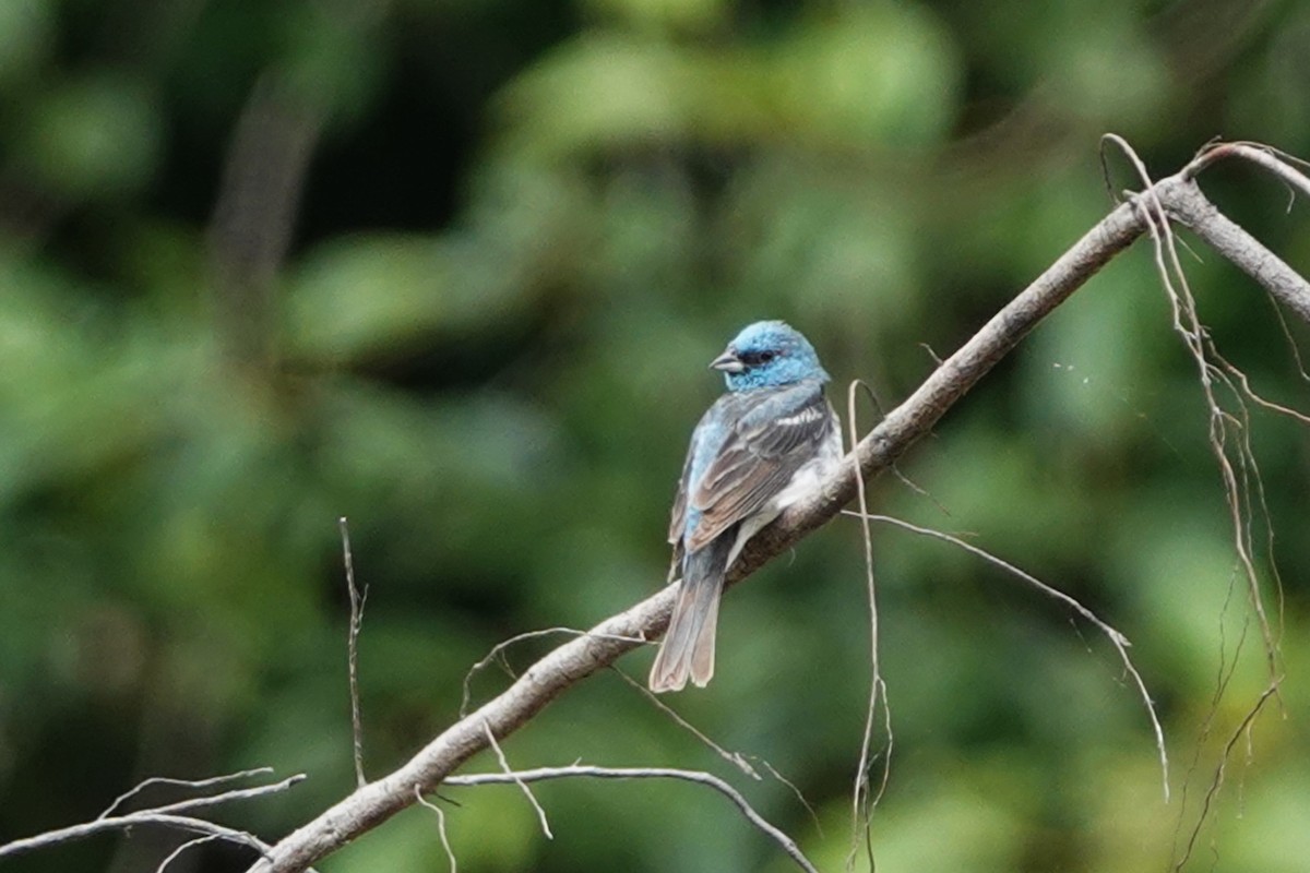 Lazuli Bunting - ML622110625